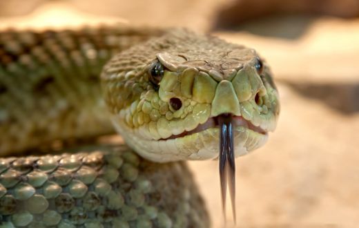 ¿Te da miedo la picadura de una serpiente? 